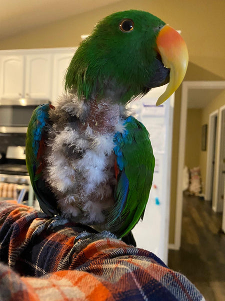 Tips For Birds With Feather Destructive Behaviors