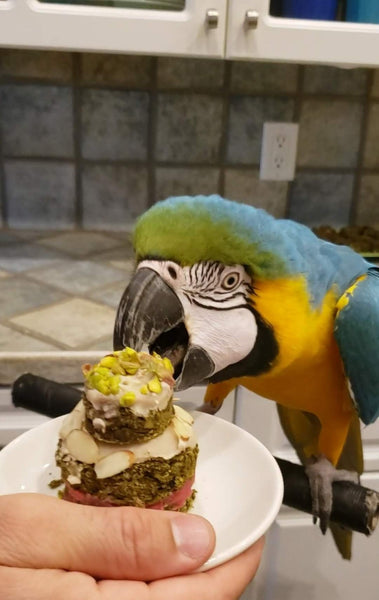 Best treats shop for conures