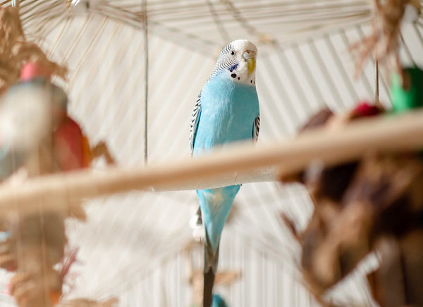 Parrotlet Adapting To New Daily Routine