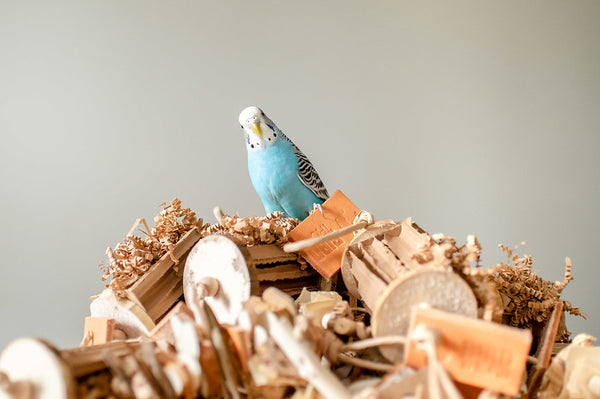 My Parrot Was Scared Of Toys – How I Solved The Problem!