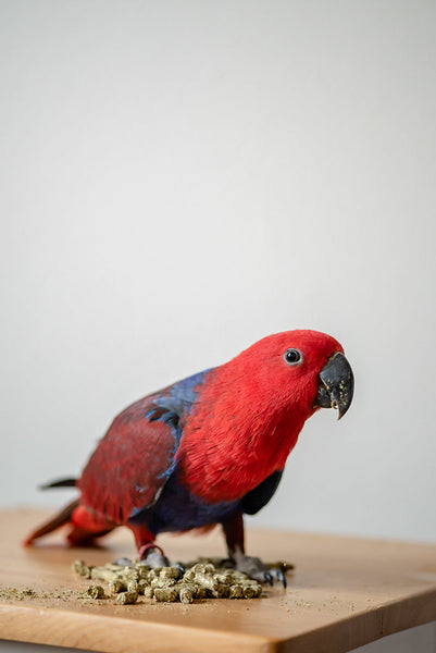 Not Everyone Is Cut Out For Bird Ownership