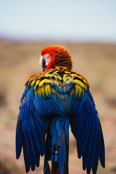 The blue feathers and beautiful luster