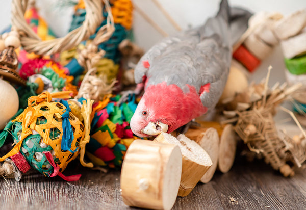 How to Choose The RIGHT Toys for Your Bird