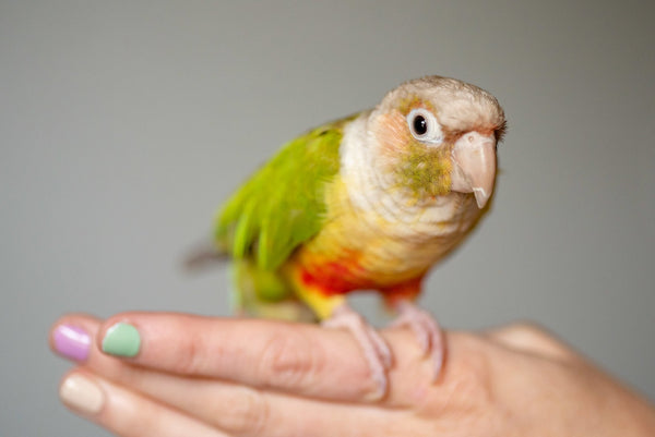 Green Cheek Conure sitting on hand 
