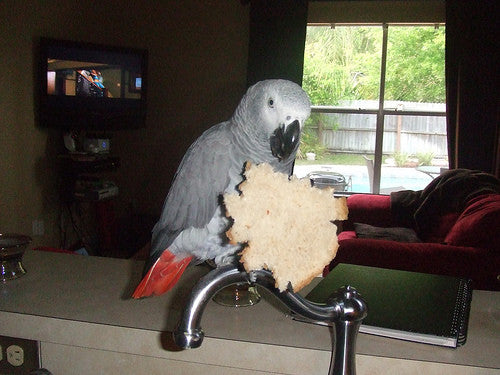 Does anyone here use NordicWare? Is it safe to use in the house with my  parrot? : r/parrots