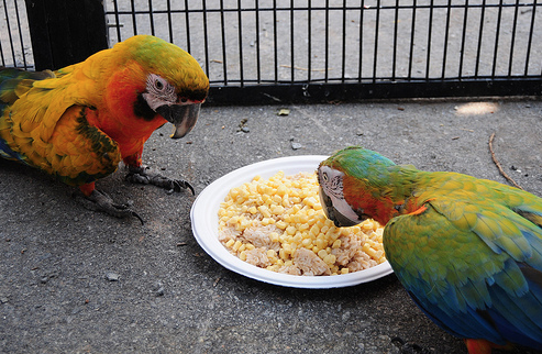 Malnutrition in Parrots and What to Do About it