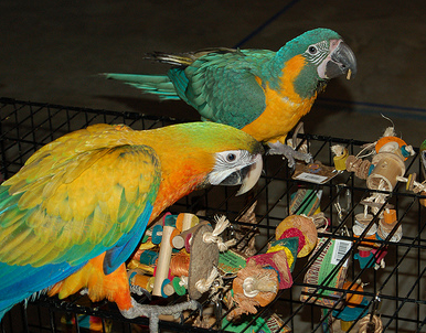 Parrot toy making sales supplies