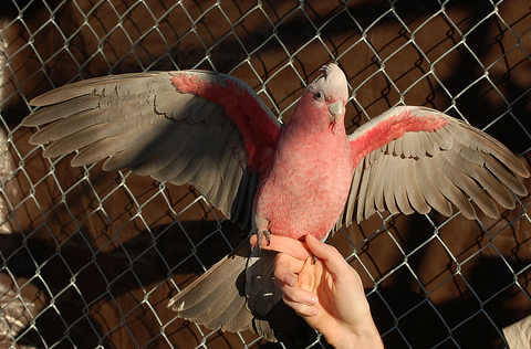 Keeping A Parrot Journal