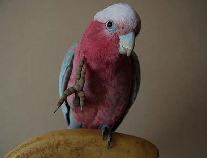 What Parrot is Right for The First Time Owner?