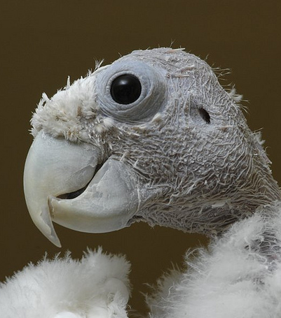 Plucked Parrots