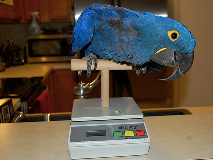 Scale Training Parrots Can Save Their Lives