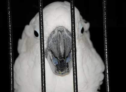 When Is It Time To Give Up Your Parrot?