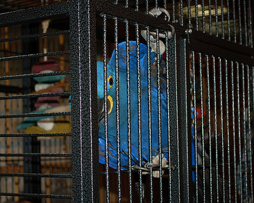 Modifying The Dimensions Of Your Bird s Cage