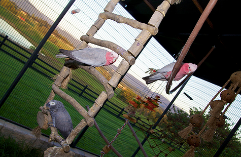 Outdoor aviary supplies 2025