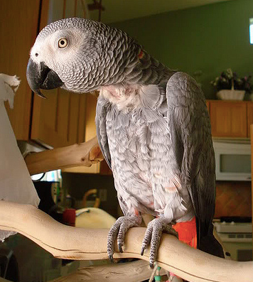 How One Person Stopped Her African Grey Parrot’s Feather Plucking