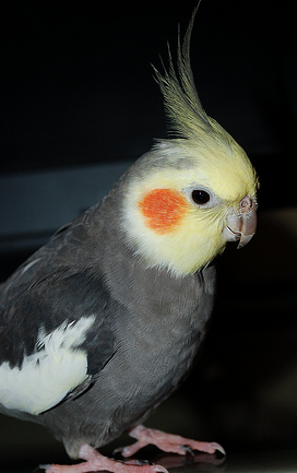 A Cockatiel Dies Because Of Improper Cage Bar Spacing