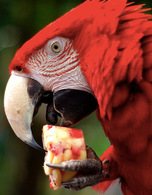 Can Parrots Eat Zucchini? Essential Diet Tips Revealed