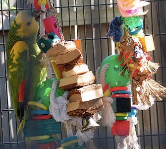 Indestructible 2024 parrot toys