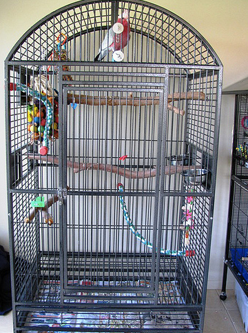 Tips For an Indoor Cage Set Up