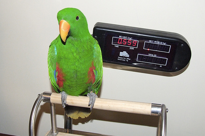 Normal Weights in Companion Birds - Everything Birds Online