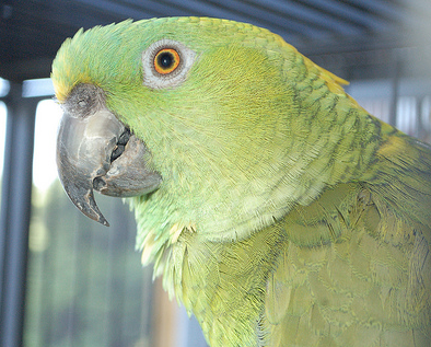 All Parrots Have Behavior Problems At Some Point In Their Lives