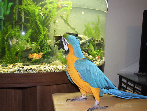 Bird clearance cage aquarium