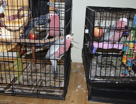 Bird cage online sales purchase