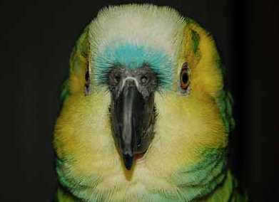 Is Delaying Giving Up Your Bird The Right Thing To Do?