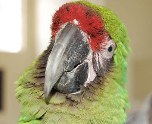 Geo Bird Cage: The Parakeets Get a New Home - Tilly's Nest