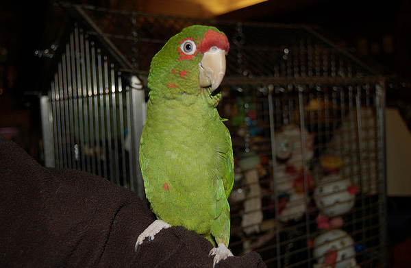 The PERFECT Parrot Owner