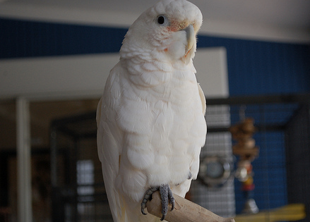 My Feather Destructive Cockatoo