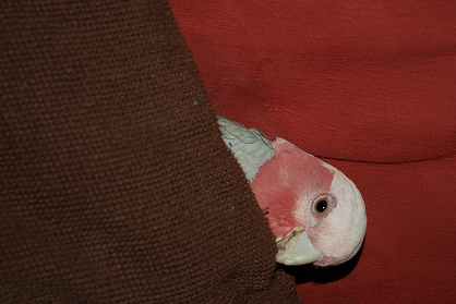 An Interesting Way That Parrot And Dog Behaviors Differ