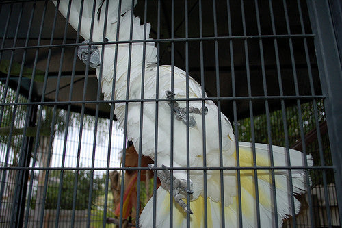 The Incredible Cockatoo