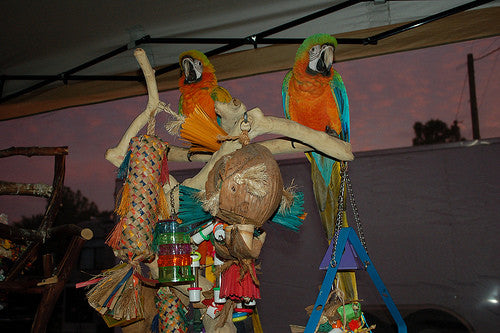 Why BirdTricks Offers The Best Toys For Your Birds!