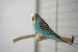 All Natural Perches