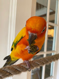 Organic Birdie Bread Bundles