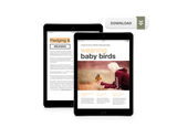 A Guide to Weaning Baby Birds