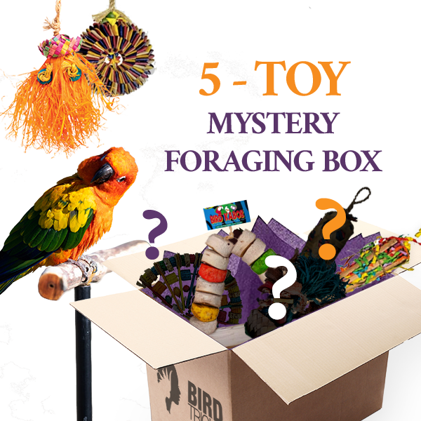 Foraging Toy Box Bundle Of 5