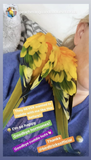 Horror-Moans (The Course on Parrot Hormones)