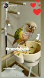 Natural Feeding System (In Print)
