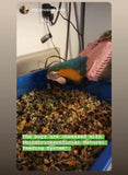 Natural Feeding System (Digital Download)