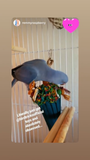 Premium All-Natural Parrot Toys (Bundle of 3)