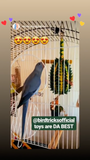 Premium All-Natural Parrot Toys (Bundle of 3)