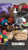 Premium All-Natural Parrot Toys (Bundle of 3)