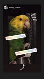 Organic Parrot Pellets (8lbs)