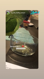 Organic Parrot Pellets (8lbs)