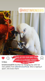 organic parrot pellets