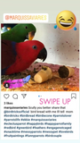 Organic Birdie Bread Bundles