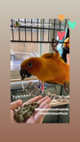 Organic Parrot Pellets (8lbs)
