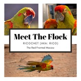BirdTricks Consultant - Kim Russell